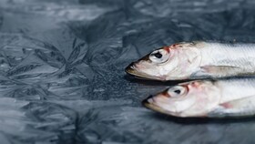 Two frozen fish