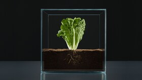 A lettuce in a glass cube to represent the Source pillar of Taking Taste Further
